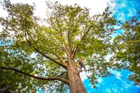 How Our Tree Care Process Works  in  Robertsville, NJ