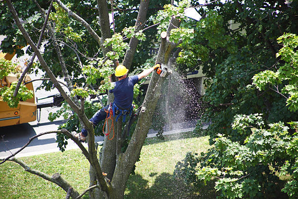 Seasonal Cleanup (Spring/Fall) in Robertsville, NJ