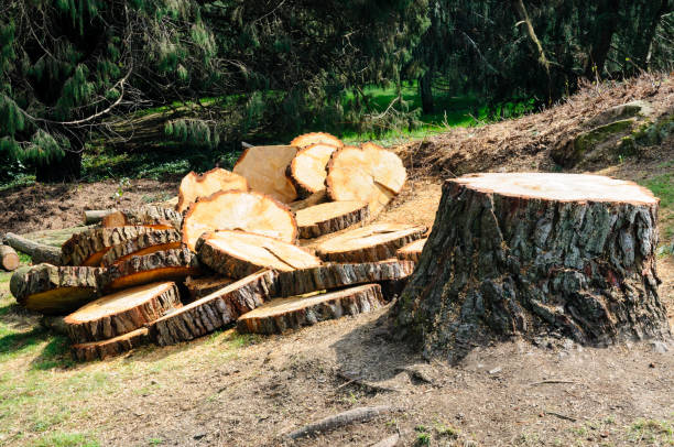 Trusted Robertsville, NJ Tree Services Experts